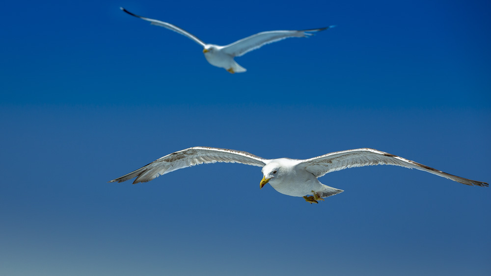 4. Platz Anton Kienle